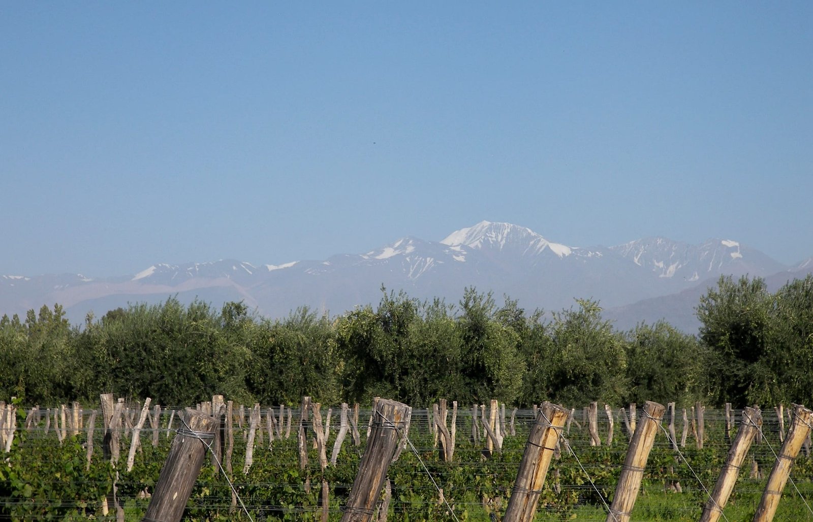 Vineyard rows with the Andes behind, Mendoza